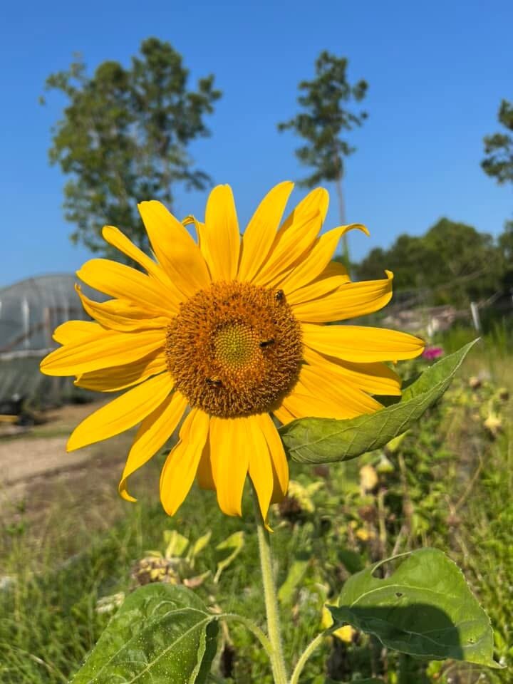 Grow big or go home: Sunflowers on the Gulf Coast - Cultivating